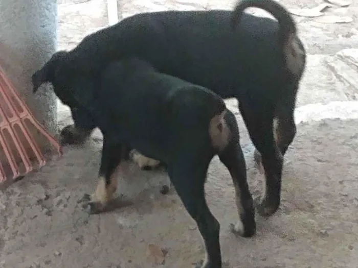 Cachorro ra a Indefinida  idade 2 a 6 meses nome Filhotes fêmeas 