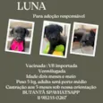 Cachorro raça Srd idade 2 a 6 meses nome Luna