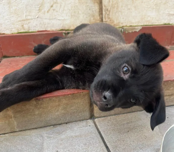 Cachorro raça Srd idade 2 a 6 meses nome Luna