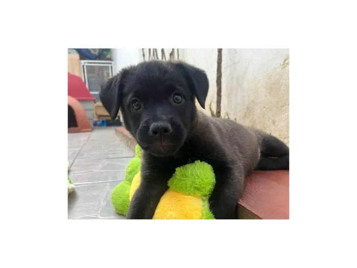 Cachorro raça Srd idade 2 a 6 meses nome Luna