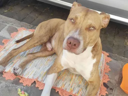 Cachorro raça Pit-Bull idade 7 a 11 meses nome Ozi