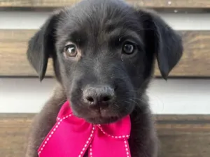 Cachorro raça Srd idade 2 a 6 meses nome Luna