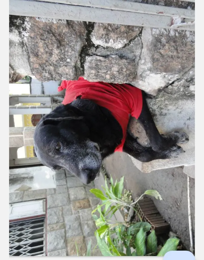 Cachorro ra a SRD-ViraLata idade 6 ou mais anos nome Bethoven