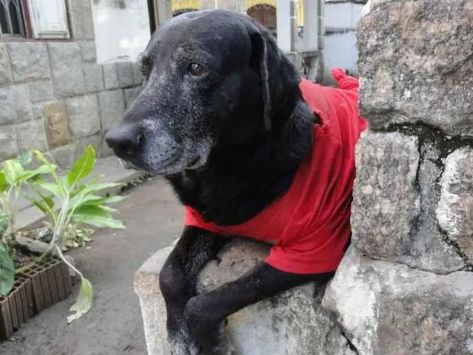 Cachorro ra a SRD-ViraLata idade 6 ou mais anos nome Bethoven
