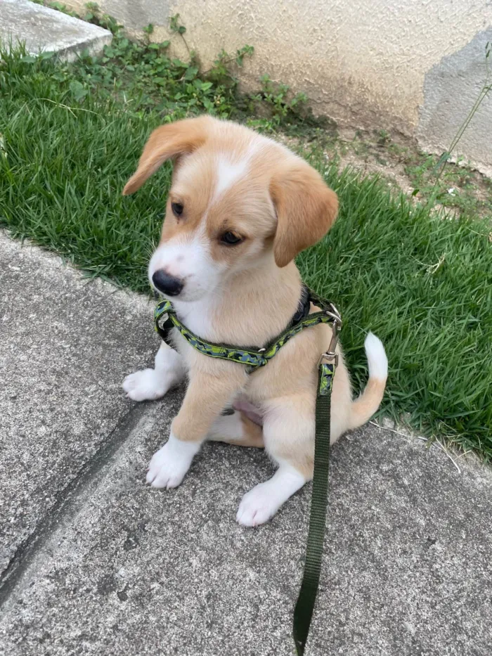 Cachorro raça SRD-ViraLata idade 2 a 6 meses nome Saul