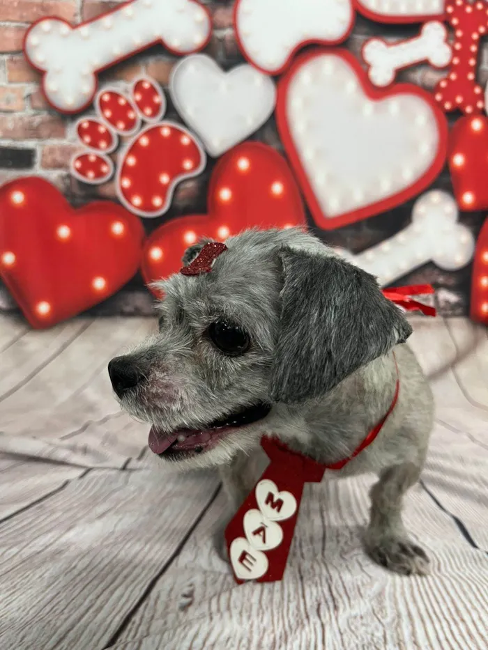 Cachorro raça Lhasa Apso idade 6 ou mais anos nome Spike