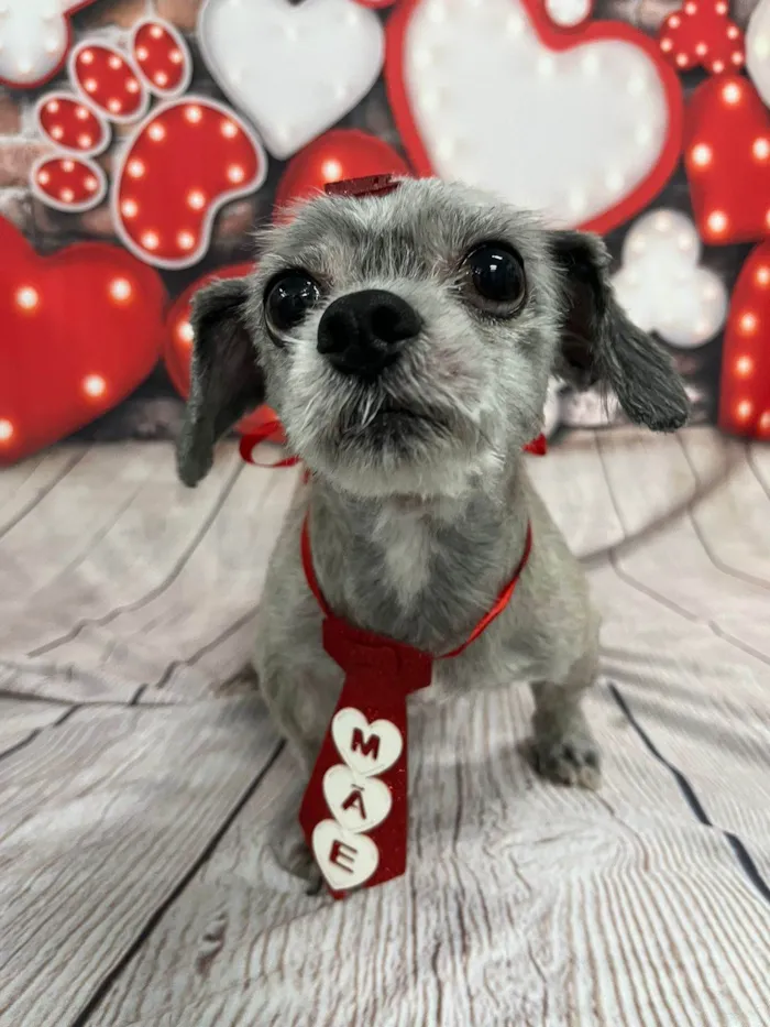 Cachorro raça Lhasa Apso idade 6 ou mais anos nome Spike