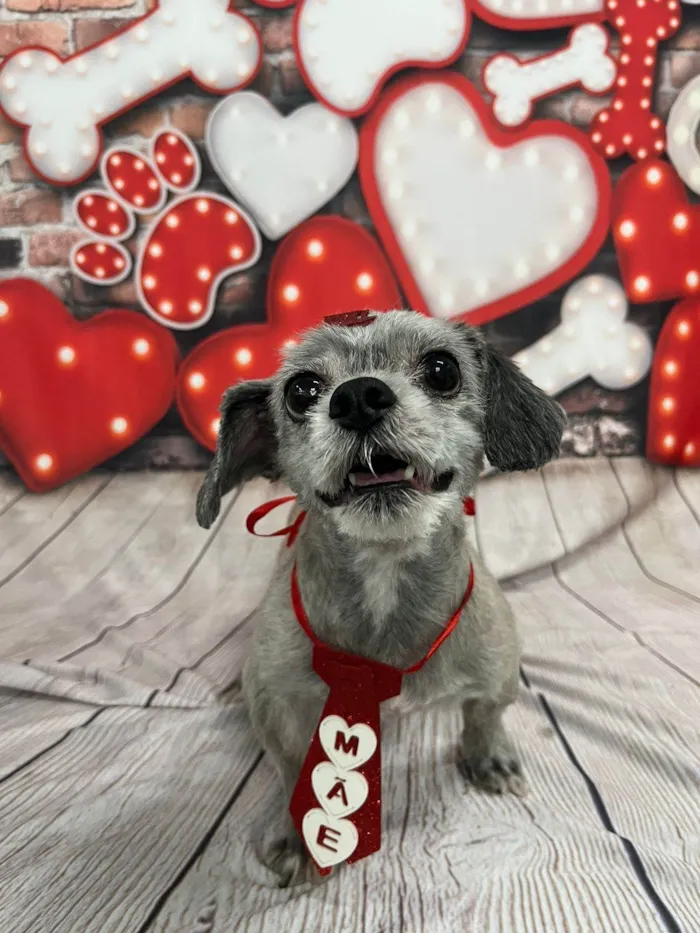 Cachorro raça Lhasa Apso idade 6 ou mais anos nome Spike