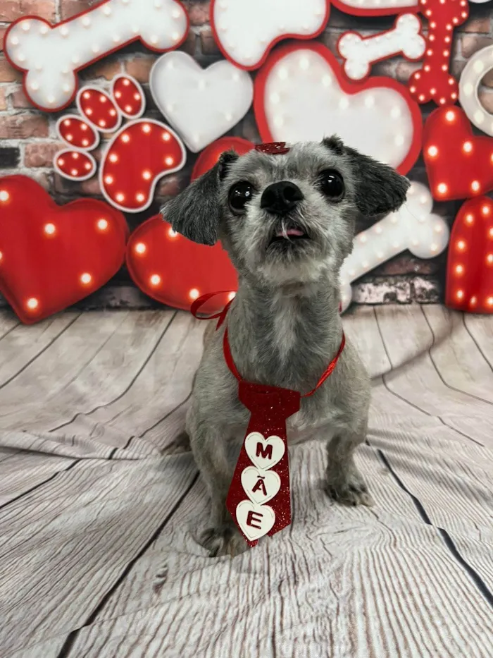 Cachorro raça Lhasa Apso idade 6 ou mais anos nome Spike