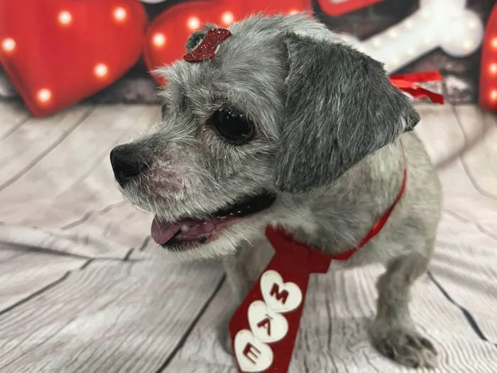 Cachorro raça Lhasa Apso idade 6 ou mais anos nome Spike