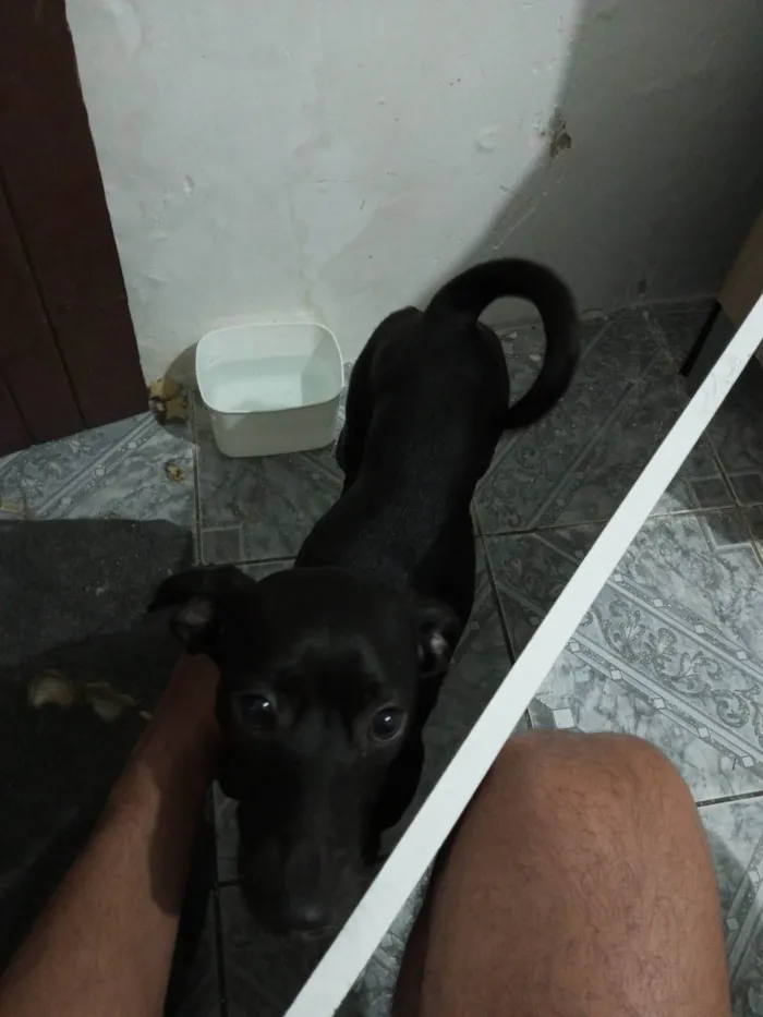 Cachorro raça Pinscher idade 7 a 11 meses nome  Pantera 
