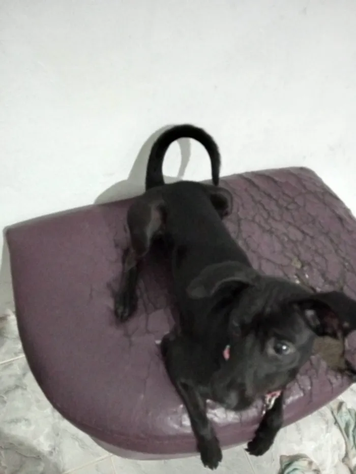 Cachorro raça Pinscher idade 7 a 11 meses nome  Pantera 