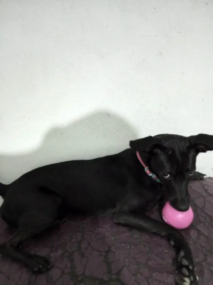 Cachorro raça Pinscher idade 7 a 11 meses nome  Pantera 