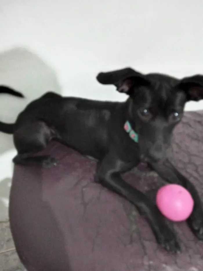 Cachorro raça Pinscher idade 7 a 11 meses nome  Pantera 