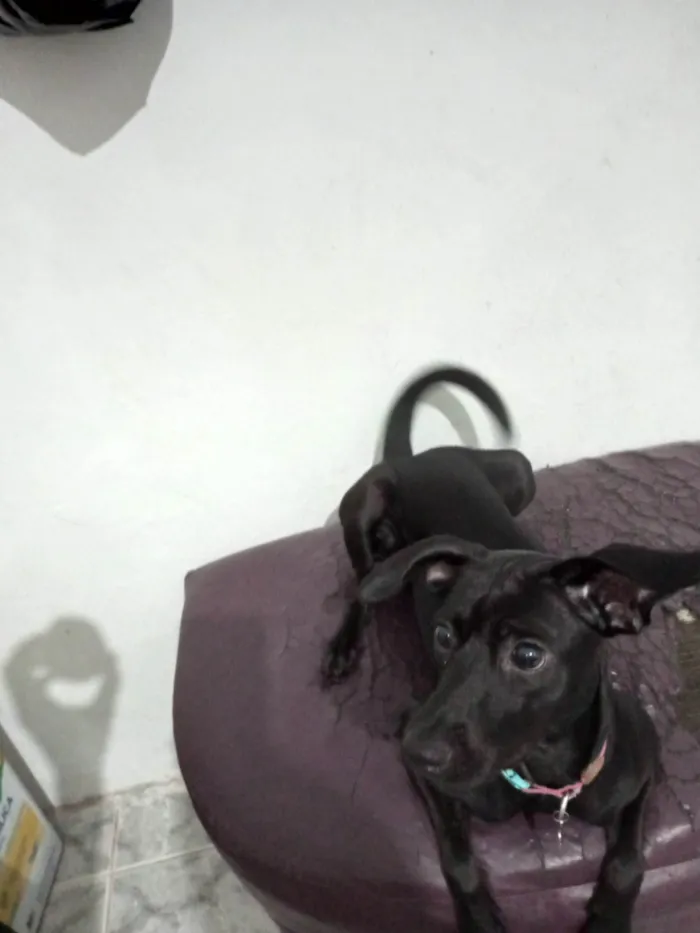 Cachorro raça Pinscher idade 7 a 11 meses nome  Pantera 