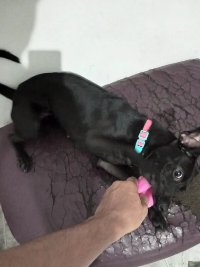 Cachorro raça Pinscher idade 7 a 11 meses nome  Pantera 