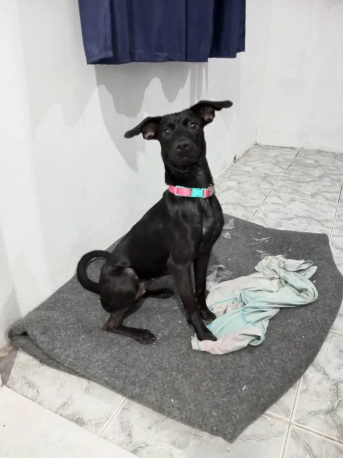 Cachorro raça Pinscher idade 7 a 11 meses nome  Pantera 