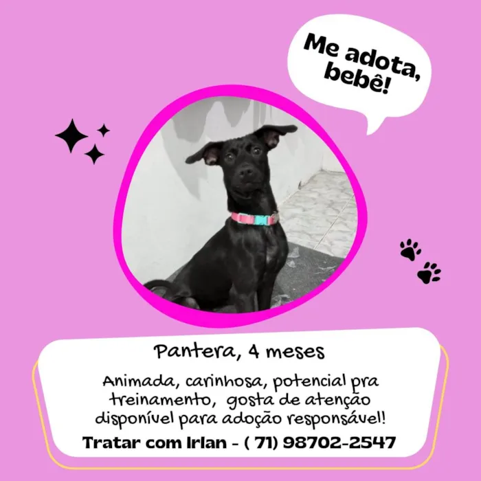 Cachorro raça Pinscher idade 7 a 11 meses nome  Pantera 