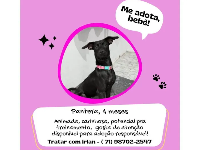 Cachorro raça Pinscher idade 7 a 11 meses nome  Pantera 