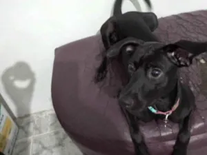 Cachorro raça Pinscher idade 7 a 11 meses nome  Pantera 