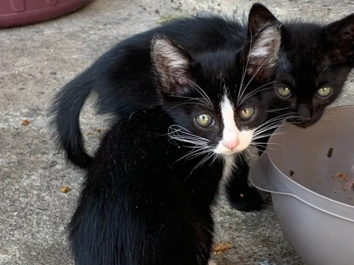 Gato raça SRD-ViraLata idade Abaixo de 2 meses nome Filhotes sem nome