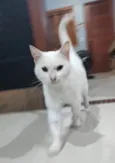Branquinho