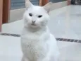 Branquinho