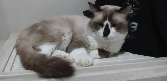 Gato raça SRD-VIRA LATA idade 4 anos nome Théo 