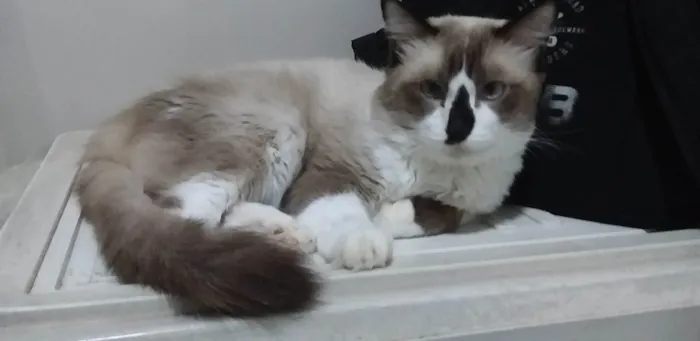 Gato raça SRD-VIRA LATA idade 4 anos nome Théo 