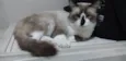 Théo