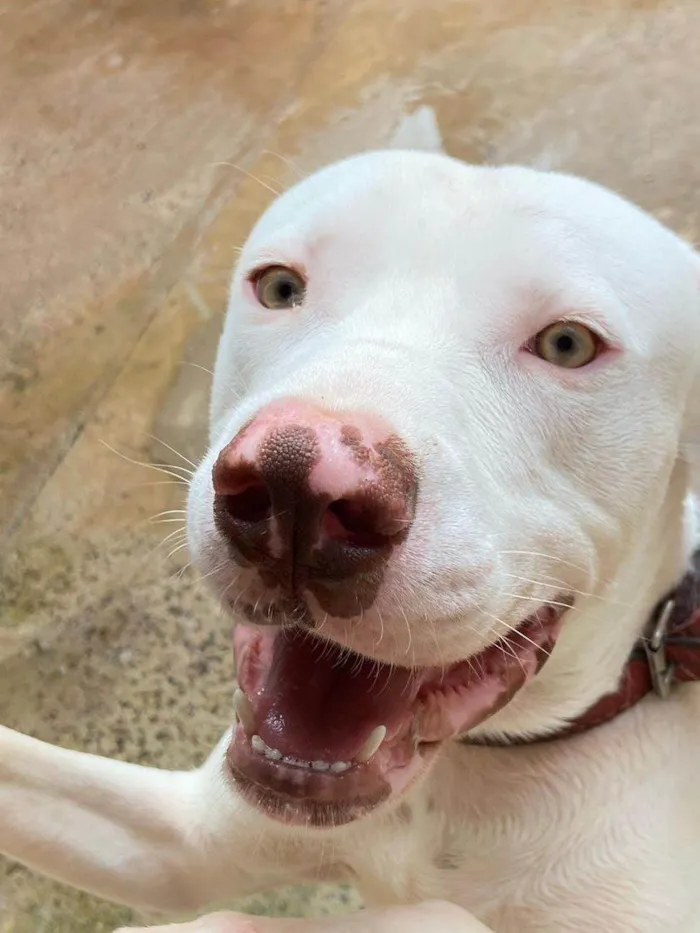 Cachorro ra a American pit bull terrier idade 1 ano nome Luki 