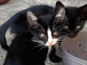 Gato raça SRD-ViraLata idade Abaixo de 2 meses nome Filhotes sem nome
