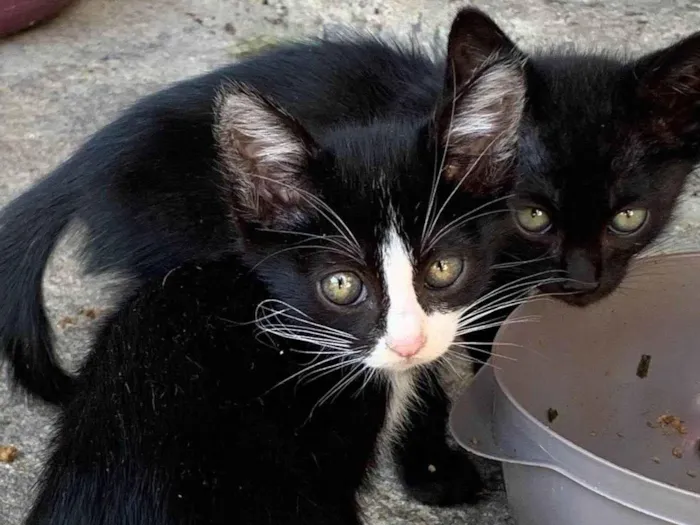 Gato raça SRD-ViraLata idade Abaixo de 2 meses nome Filhotes sem nome