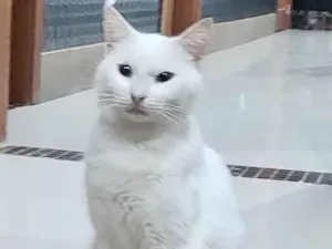 Gato raça Srd idade 2 a 6 meses nome Branquinho