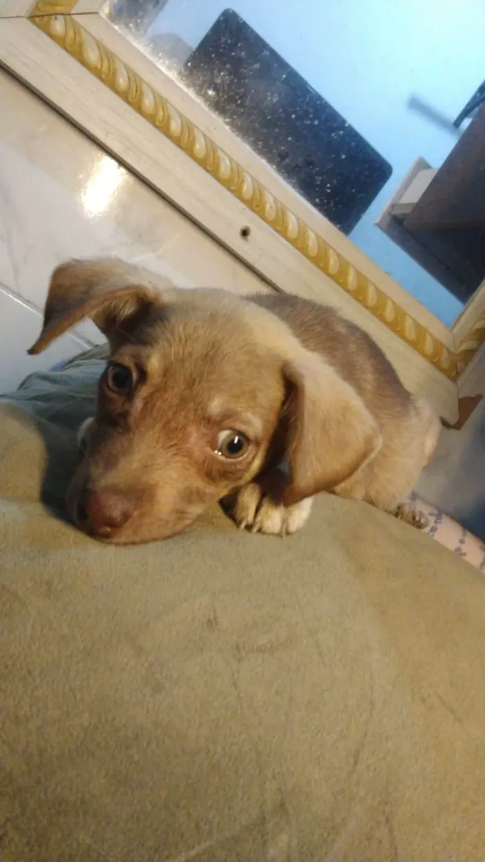 Cachorro ra a Vira lata idade Abaixo de 2 meses nome Princesa