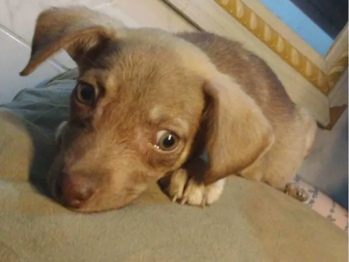 Cachorro ra a Vira lata idade Abaixo de 2 meses nome Princesa