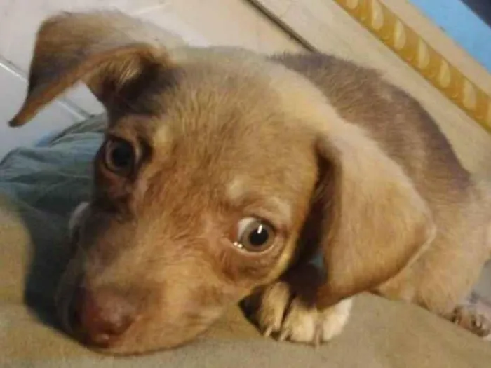 Cachorro ra a Vira lata idade Abaixo de 2 meses nome Princesa