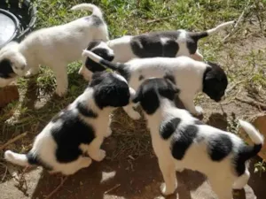Cachorro raça SRD-ViraLata idade 2 a 6 meses nome Doguinhos