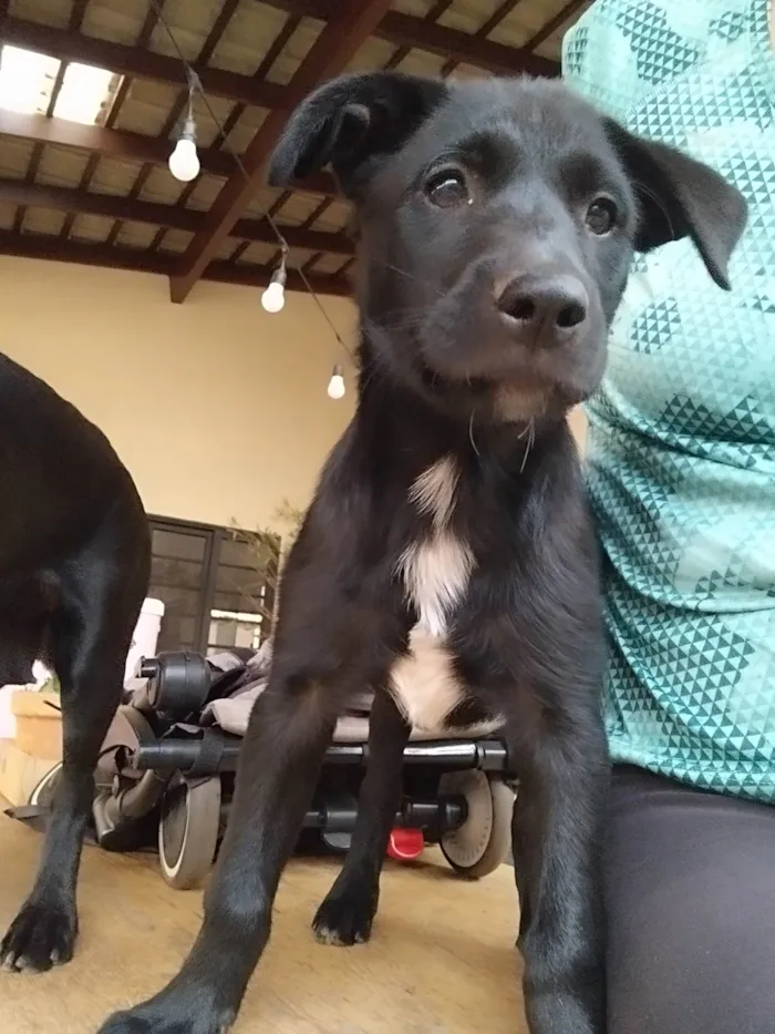 Cachorro ra a Pai Border Collie mãe Salsicha  idade 2 a 6 meses nome Bruce