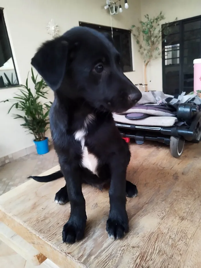 Cachorro ra a Pai Border Collie mãe Salsicha  idade 2 a 6 meses nome Bruce