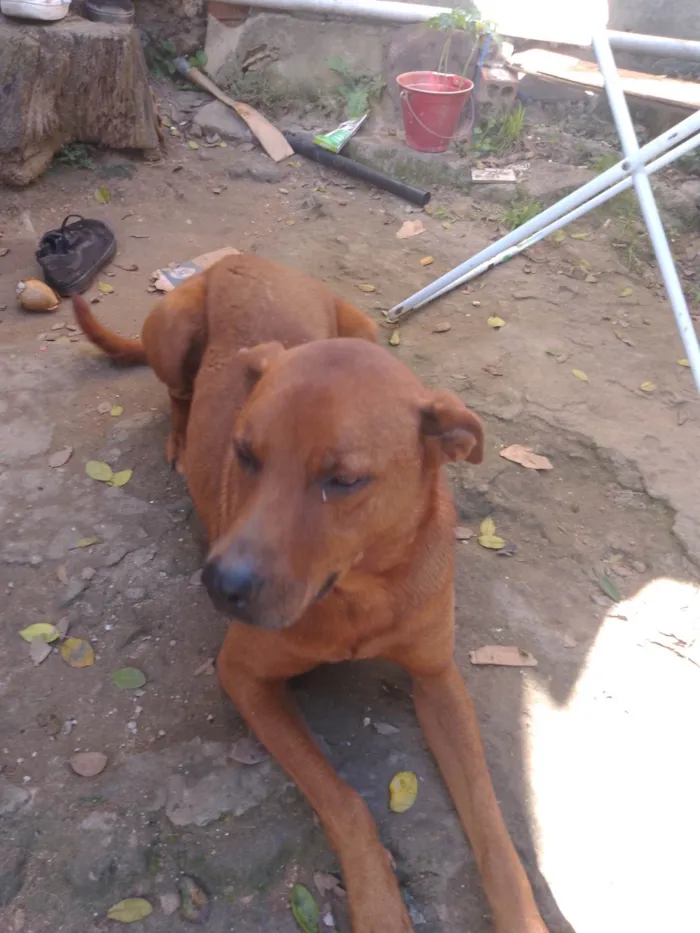 Cachorro ra a Indeferido  idade 2 anos nome Lisa e bob