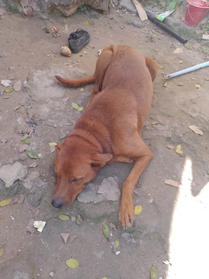 Cachorro ra a Indeferido  idade 2 anos nome Lisa e bob