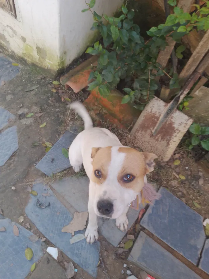 Cachorro ra a Indeferido  idade 2 anos nome Lisa e bob