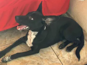 Cachorro raça SRD-ViraLata idade 7 a 11 meses nome Zaira 