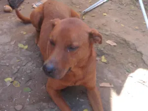 Cachorro raça Indeferido  idade 2 anos nome Lisa e bob