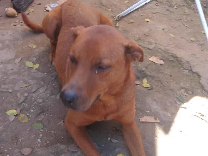 Cachorro ra a Indeferido  idade 2 anos nome Lisa e bob