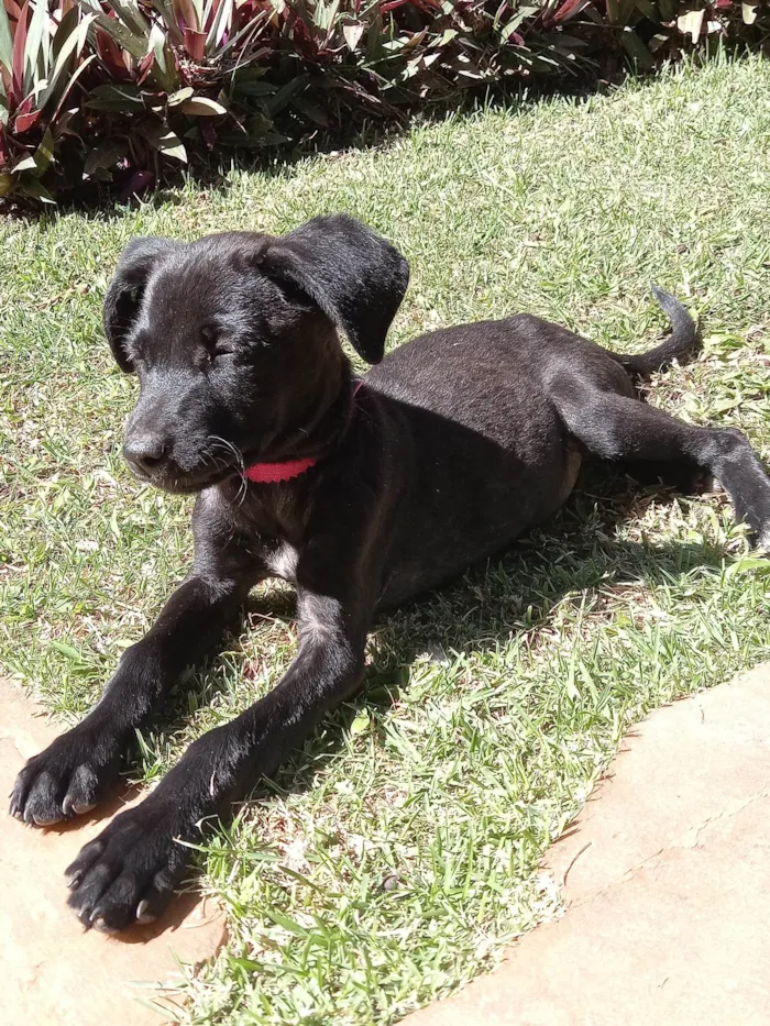 Cachorro ra a SRD-ViraLata idade 2 a 6 meses nome Pretinha Feliz 