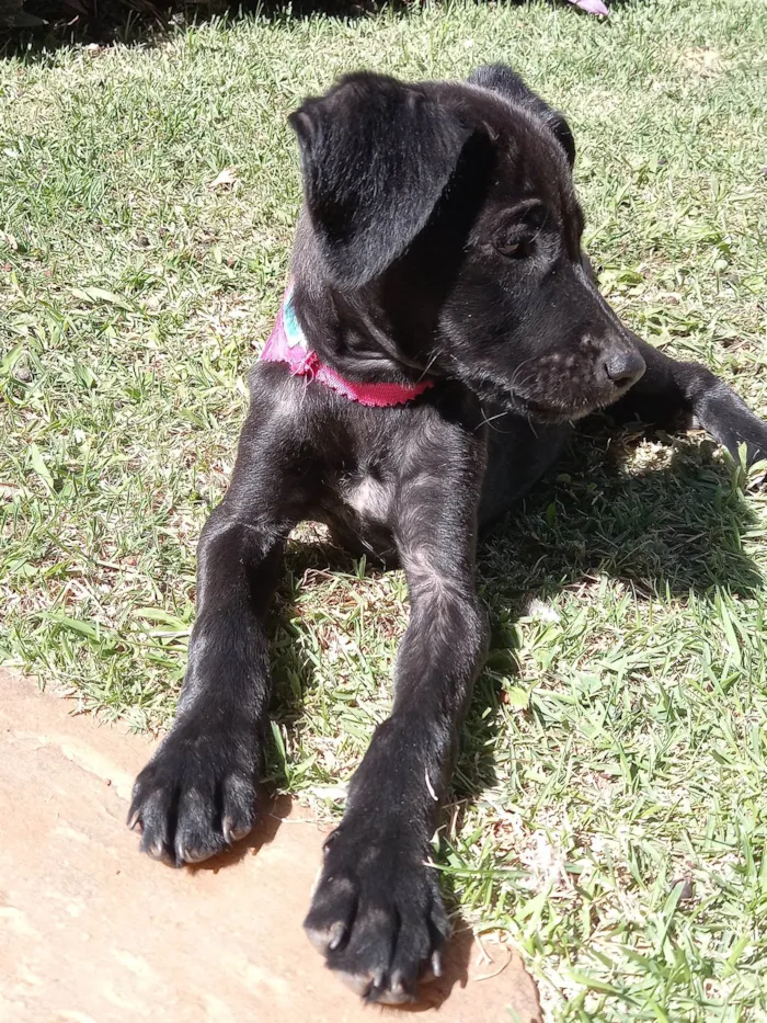 Cachorro ra a SRD-ViraLata idade 2 a 6 meses nome Pretinha Feliz 