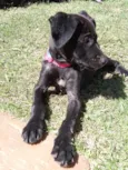 Pretinha Feliz