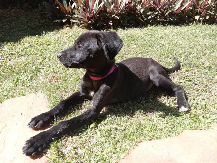 Cachorro ra a SRD-ViraLata idade 2 a 6 meses nome Pretinha Feliz 